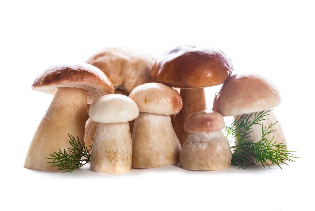 有哪些野生菌可食用？可以经常吃吗？食用攻略请收好