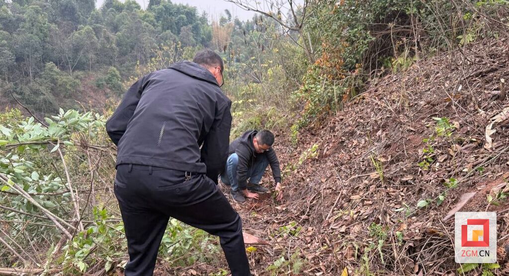 油茶树效益
