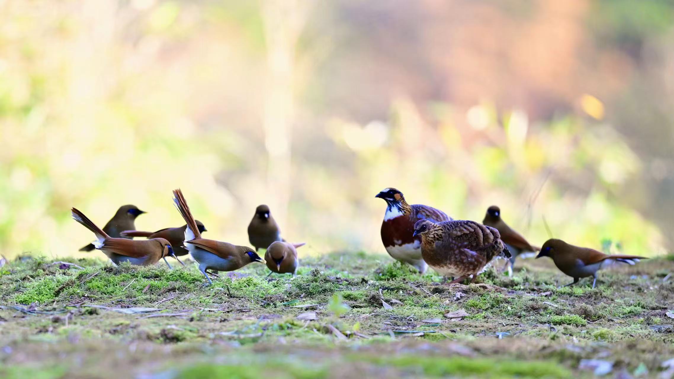 联播观察丨“鸟中大熊猫”的野化训练：飞向山野要过几关？(图2)
