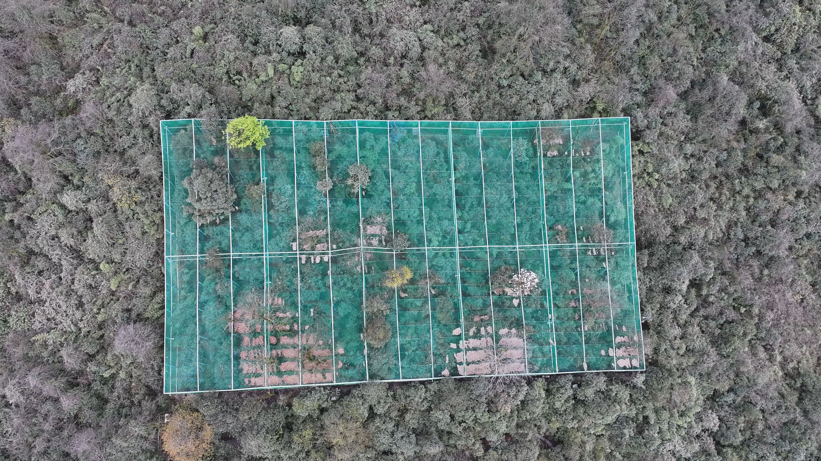 联播观察丨“鸟中大熊猫”的野化训练：飞向山野要过几关？(图3)