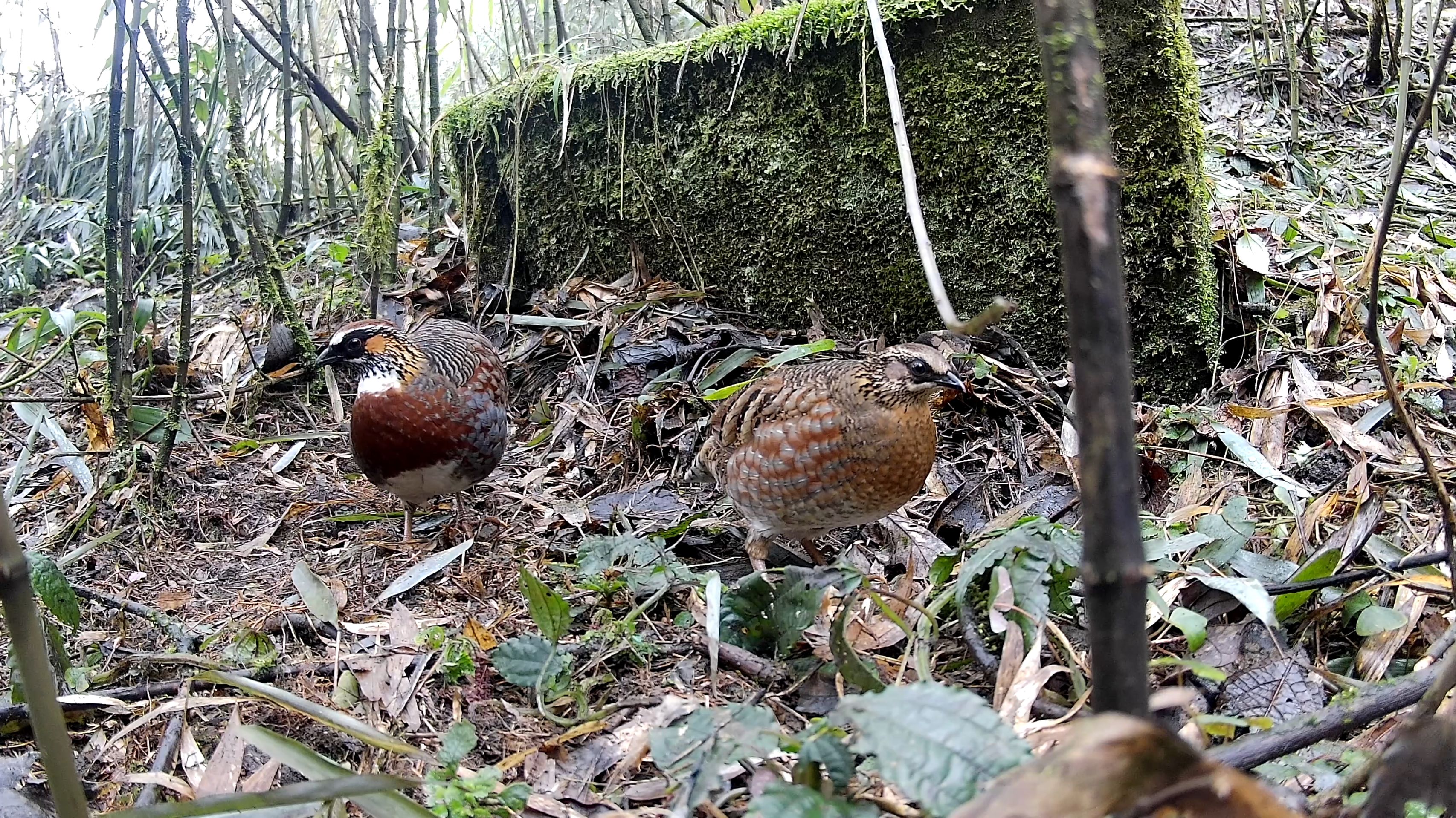 联播观察丨“鸟中大熊猫”的野化训练：飞向山野要过几关？(图4)