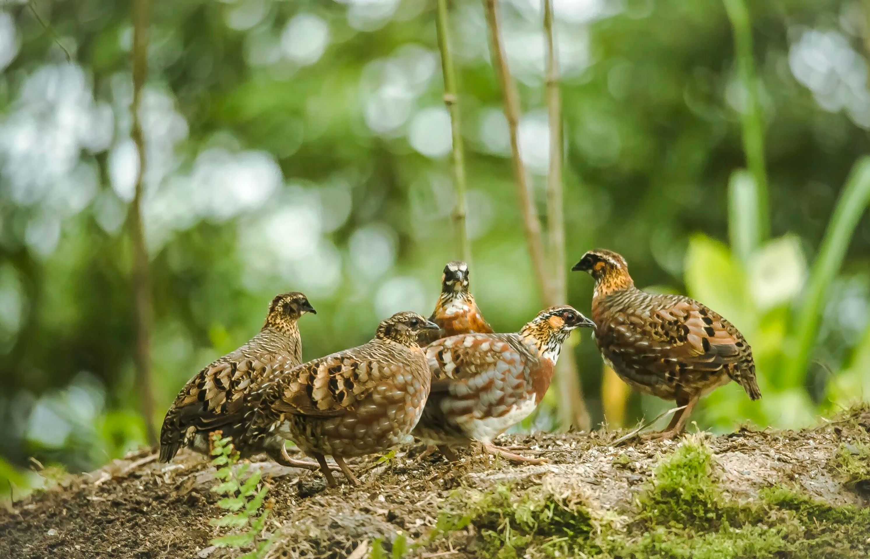 联播观察丨“鸟中大熊猫”的野化训练：飞向山野要过几关？(图5)