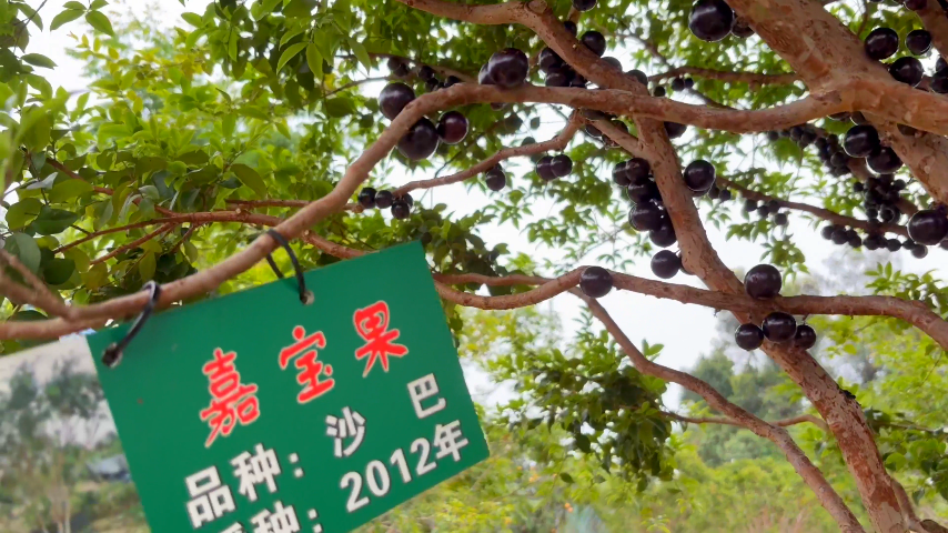 100元一斤!水果中的“爱马仕”嘉宝果你吃过吗?(图2)