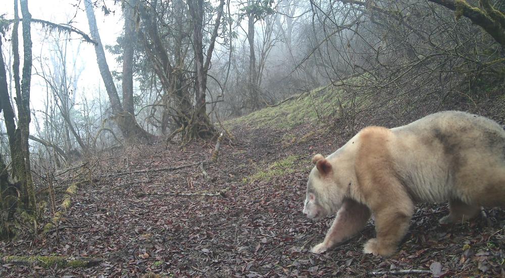 珍稀身影再度现身：全球唯一野生白色大熊猫亮相四川卧龙(图1)