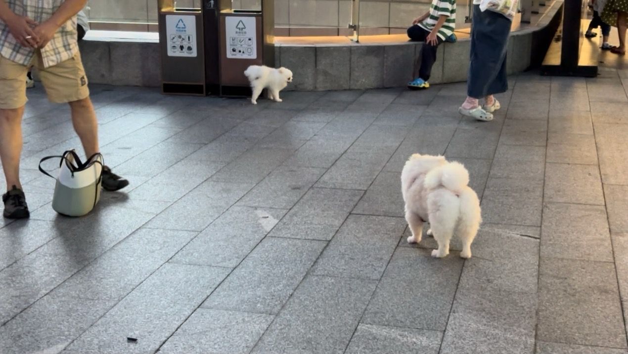 “铲屎官”注意动真格!成都养犬新规来了:遛狗不牵绳最高罚1000元!(图2)