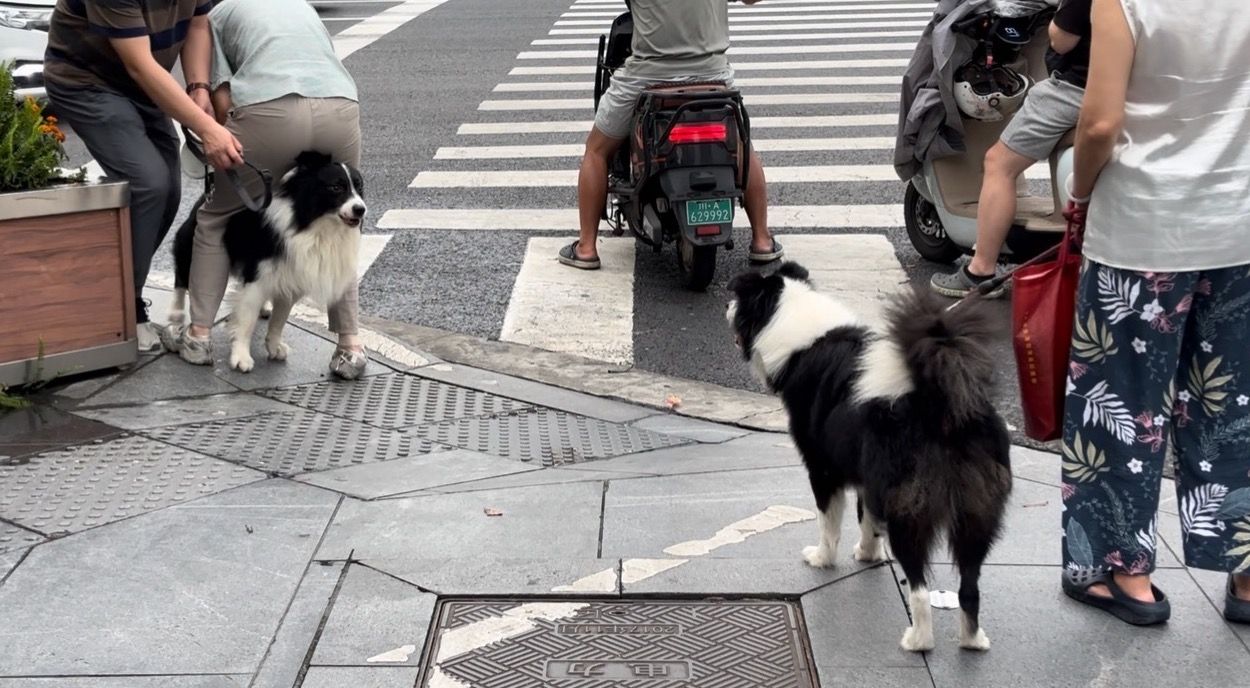 “铲屎官”注意动真格!成都养犬新规来了:遛狗不牵绳最高罚1000元!(图5)