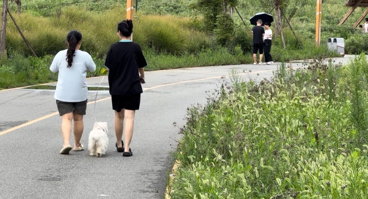 “铲屎官”注意动真格!成都养犬新规来了:遛狗不牵绳最高罚1000元!(图3)