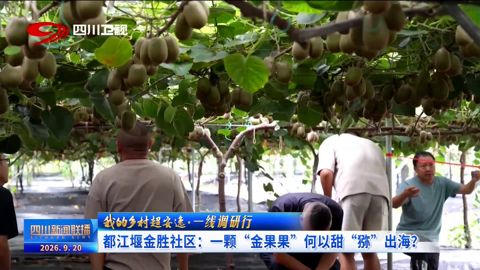 四川新闻联播丨我的乡村超安逸·一线调研行㉓都江堰金胜社区:一颗“金果果”何以甜“猕”出海?(图1)