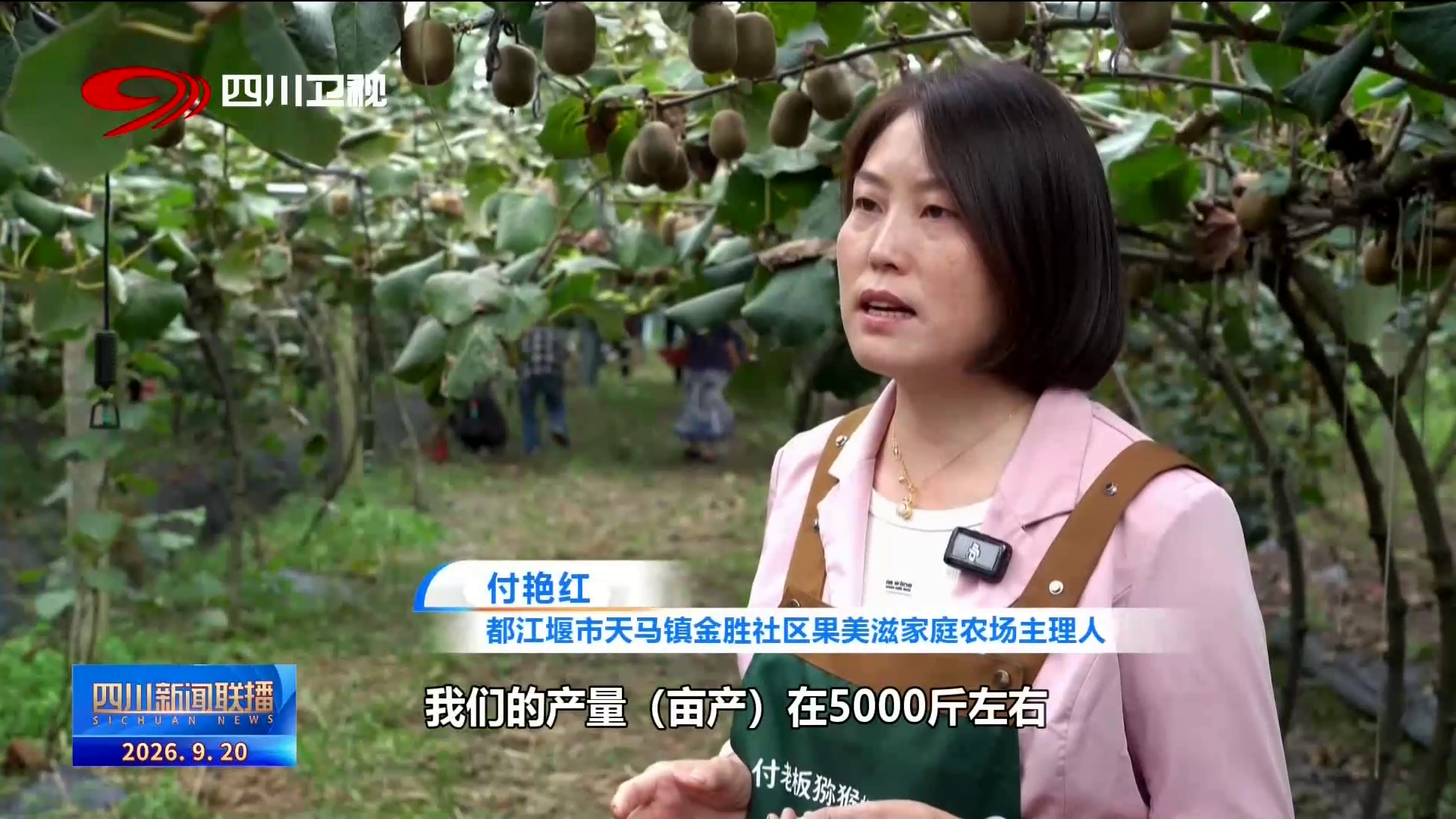 四川新闻联播丨我的乡村超安逸·一线调研行㉓都江堰金胜社区:一颗“金果果”何以甜“猕”出海?(图2)