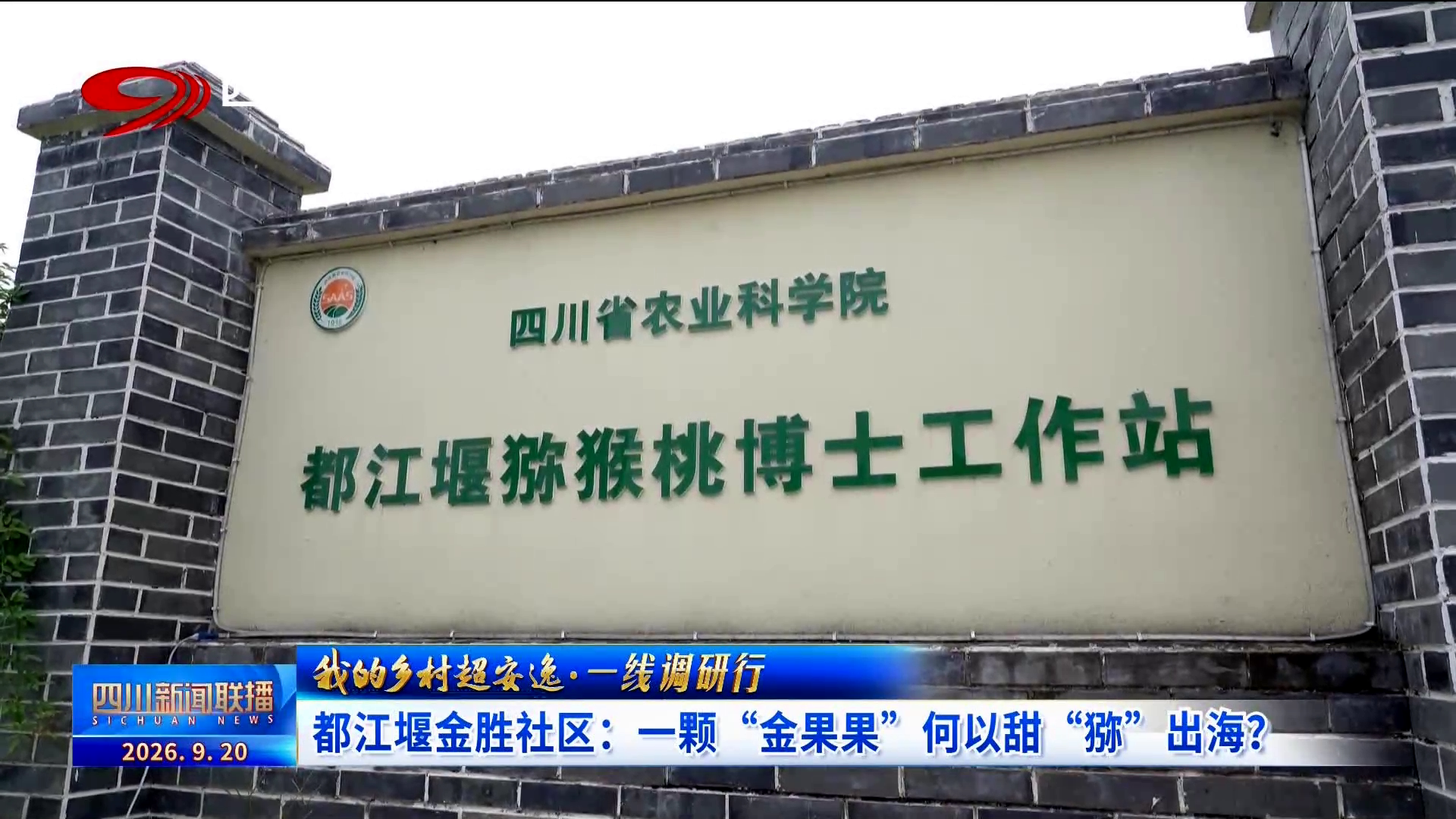 四川新闻联播丨我的乡村超安逸·一线调研行㉓都江堰金胜社区:一颗“金果果”何以甜“猕”出海?(图8)