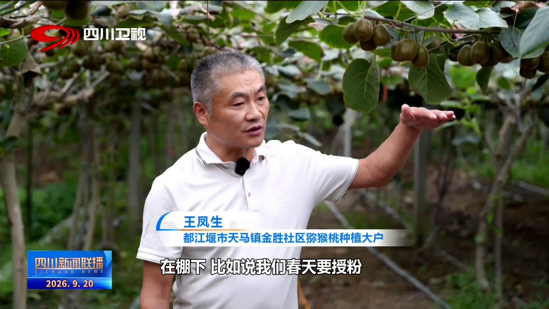 四川新闻联播丨我的乡村超安逸·一线调研行㉓都江堰金胜社区:一颗“金果果”何以甜“猕”出海?(图11)