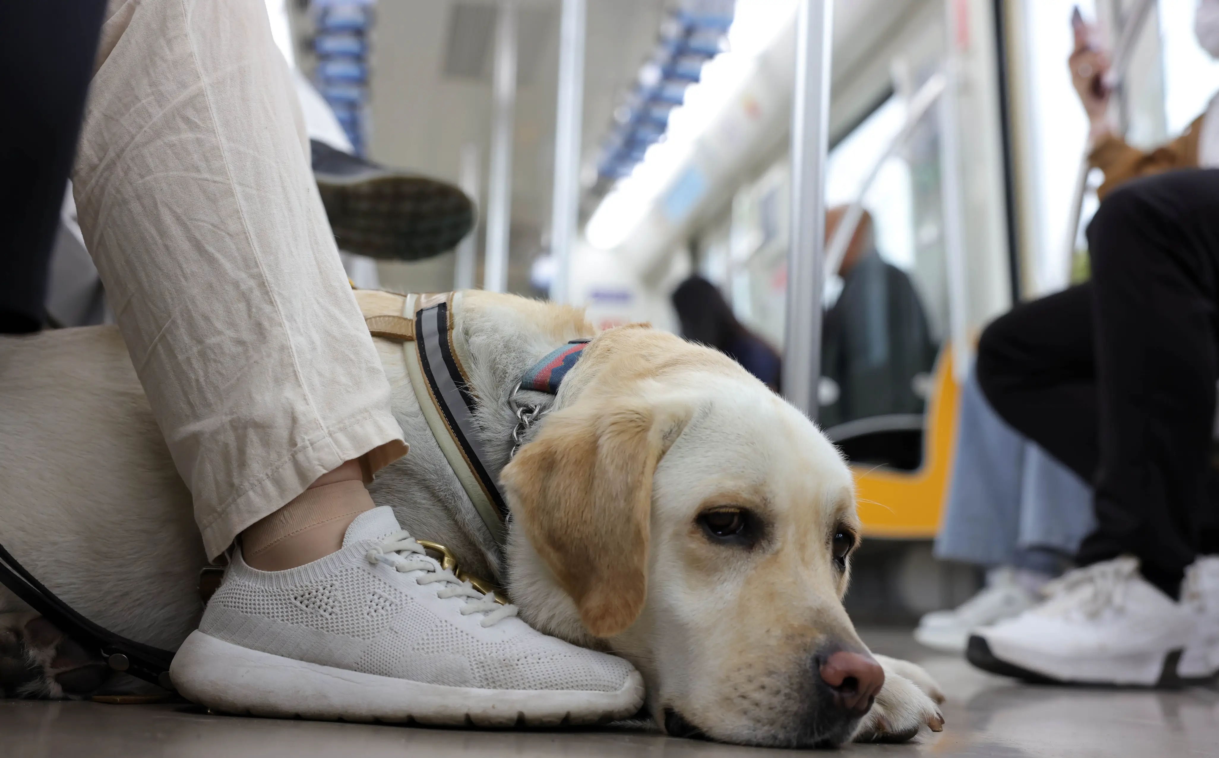 宠物可坐高铁了！12306上线新功能2025-04-08 08:08:48效率革命见行动｜滨江南路